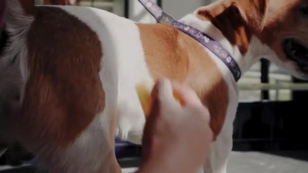 Salone di toelettatura per cani. Donna pettinando il cane dai capelli corti di razza pura Jack Russell Terrier nel salone di toelettatura — Video Stock