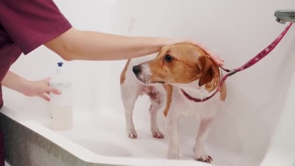 Salon perawatan anjing. Perempuan groomer mandi anjing ras Jack Russell Terrier di bak mandi. Pet perawatan — Stok Video