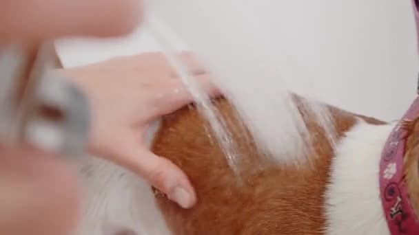 Salone di toelettatura per cani. Donna toelettatore bagna il cane di razza Jack Russell Terrier in vasca da bagno. Cura degli animali — Video Stock