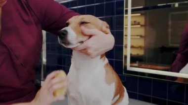 Köpek bakımı salonu. Saf kanı olan kısa saçlı köpeği tarayan kadın kuaförde Jack Russell Terrier.
