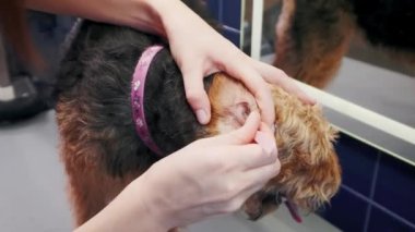 Köpek bakımı salonu. Kadın kuaförde bir Airedale kahverengi köpeğinin kulaklarını temizliyor. Hayvan bakımı
