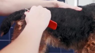 Köpek bakımı salonu. Safkan kıvırcık köpek Airedale 'i tarayan kadın kuaförde. Hayvan bakımı