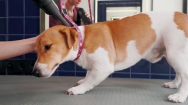Köpek bakımı salonu. Kadın kuaför, banyo yaptıktan sonra saç kurutma makinesiyle kuruyor kahverengi köpek Jack Russell Terrier