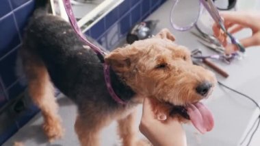 Köpek bakımı salonu. Kadın kuaför kahverengi Airedale köpeğini kesti.