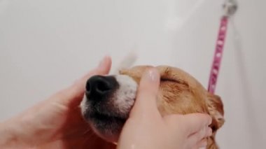 Köpek bakımı salonu. Kadın tımarcı, safkan köpeği Jack Russell Terrier 'ı küvette yıkıyor. Hayvan bakımı
