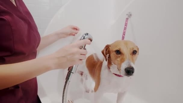 Salone di toelettatura per cani. Donna toelettatore bagna il cane di razza Jack Russell Terrier in vasca da bagno. Cura degli animali — Video Stock