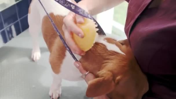 Salón de peluquería para perros. Mujer peinando pura raza perro de pelo corto Jack Russell Terrier en salón de aseo — Vídeo de stock