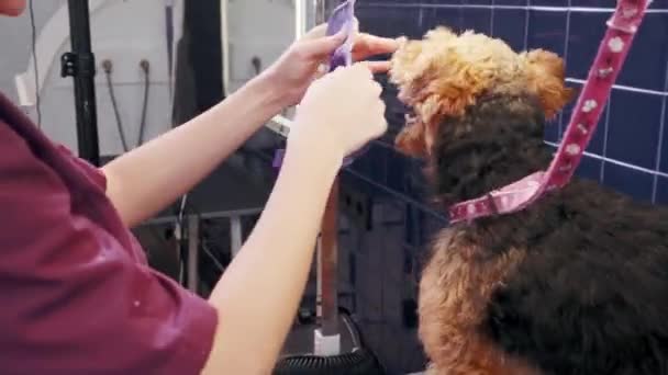 Salon für Hundepflege. Frau zieht Maulkorb an, um ihren Hund im Salon zu stutzen. Haustierpflege — Stockvideo