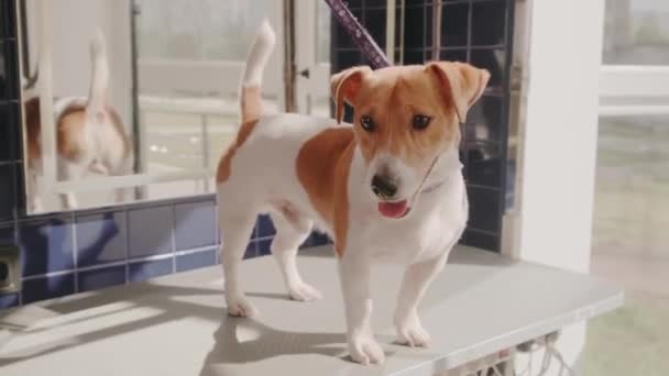 Salón de peluquería para perros. Hermoso perro Jack Russell Terrier en la clínica veterinaria. Cuidado de mascotas — Vídeos de Stock