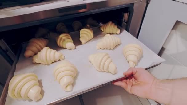 Il fornaio tira fuori croissant crudi dal correttore e li mette a cuocere in vapore combi. Pasta in aumento — Video Stock