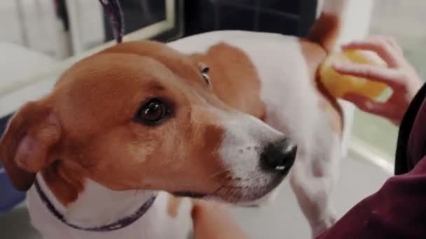 Köpek bakımı salonu. Saf kanı olan kısa saçlı köpeği tarayan kadın kuaförde Jack Russell Terrier. — Stok video