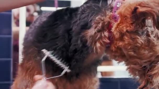 Салон догляду за собаками. Жінка розчісує чистокровного кучерявого коричневого собаку Айреддейл в салоні для дорослих. Догляд за тваринами — стокове відео