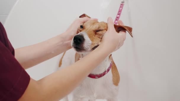 Salón de peluquería para perros. El peluquero baña al perro de raza pura Jack Russell Terrier en la bañera. Cuidado de mascotas — Vídeo de stock