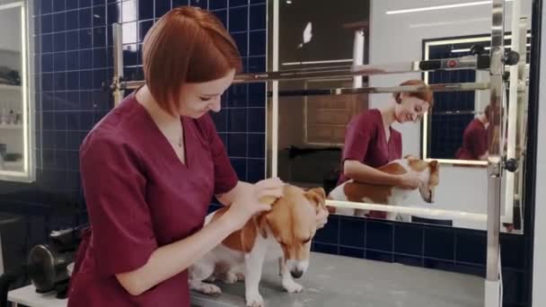 Salon de toilettage pour chiens. Femme peignage chien de race poil court Jack Russell Terrier dans le salon de toilettage — Video