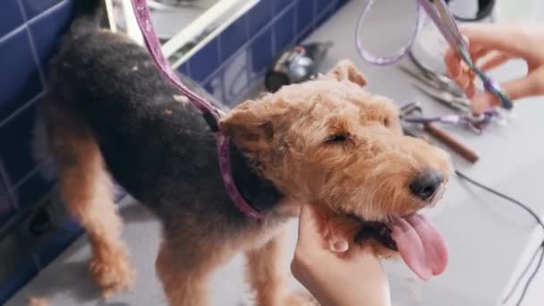 Hondenverzorgingssalon. Vrouw verzorger snijdt bruin Airedale hond. — Stockvideo