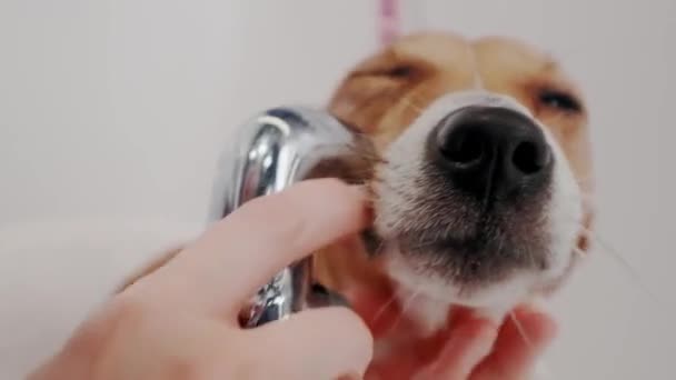 Badar hunden. Kvinnliga brudgummen badar den renrasiga hunden Jack Russell Terrier i badkaret. Djurvård — Stockvideo
