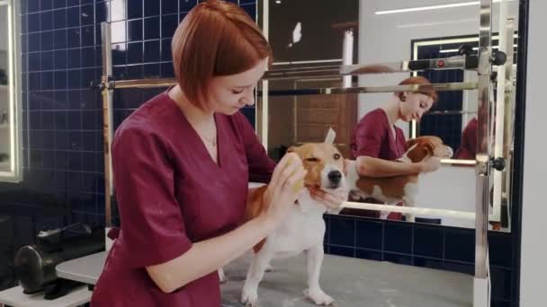 Salón de peluquería para perros. Mujer peinando pura raza perro de pelo corto Jack Russell Terrier en salón de aseo — Vídeo de stock