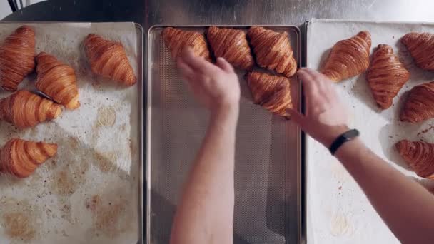 Baker coloca croissants franceses recién horneados en una bandeja para hornear. Vista superior. Producción de hornear — Vídeo de stock