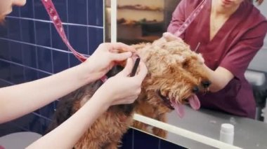 Köpek bakımı salonu. Kadın kuaförde bir Airedale kahverengi köpeğinin kulaklarını temizliyor. Hayvan bakımı