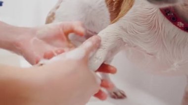 Köpek bakımı salonu. Kadın tımarcı, safkan köpeği Jack Russell Terrier 'ı küvette yıkıyor. Hayvan bakımı
