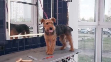 Güzeller güzeli kahverengi köpek Airedale kesim yaparken kuaförde. Hayvan bakımı