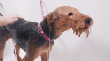 Köpek bakımı salonu. Kadın kuaför, güzel köpek Airedale 'i küvette yıkıyor. Hayvan bakımı.