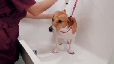 Köpek bakımı salonu. Kadın tımarcı, safkan köpeği Jack Russell Terrier 'ı küvette yıkıyor. Hayvan bakımı