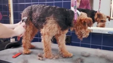 Köpek bakımı salonu. Safkan kıvırcık köpek Airedale 'i tarayan kadın kuaförde. Hayvan bakımı