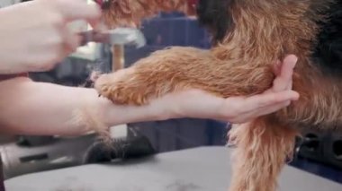 Köpek bakımı salonu. Safkan kıvırcık köpek Airedale 'i tarayan kadın kuaförde. Hayvan bakımı