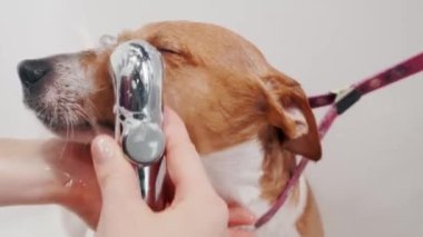 Köpek bakımı salonu. Kadın tımarcı, safkan köpeği Jack Russell Terrier 'ı küvette yıkıyor. Hayvan bakımı