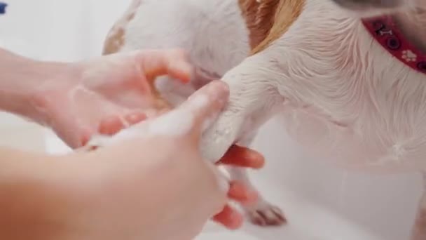 Salon für Hundepflege. Pflegerin badet den reinrassigen Hund Jack Russell Terrier in Badewanne. Haustierpflege — Stockvideo