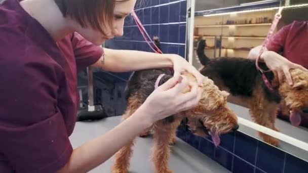 Salone di toelettatura per cani. Una donna pulisce le orecchie di un cane marrone Airedale nel salone del cane. Cura degli animali — Video Stock