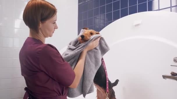 犬のグルーミングサロン。若い女性はバスルームで入浴した後、彼女のぬれたAiredale犬を拭く。ペットケア — ストック動画