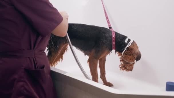 Kutyaápoló szalon. A nő bekötözött állkapoccsal mossa a kutyát a fürdőszobában. Dühös kutya ápoló szalonban — Stock videók