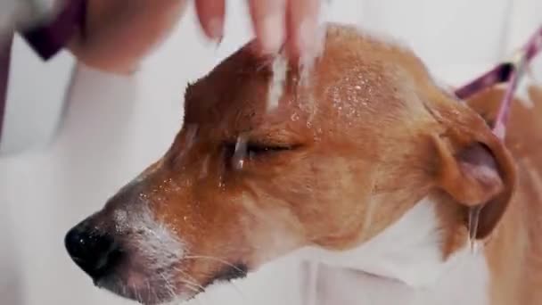 Köpek bakımı salonu. Kadın tımarcı, safkan köpeği Jack Russell Terrier 'ı küvette yıkıyor. Hayvan bakımı