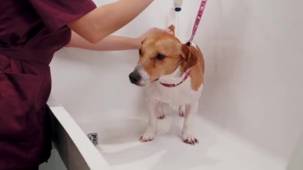 Salão de arrumação de cães. Mulher groomer banha o cão de raça pura Jack Russell Terrier na banheira. Cuidados com animais — Vídeo de Stock