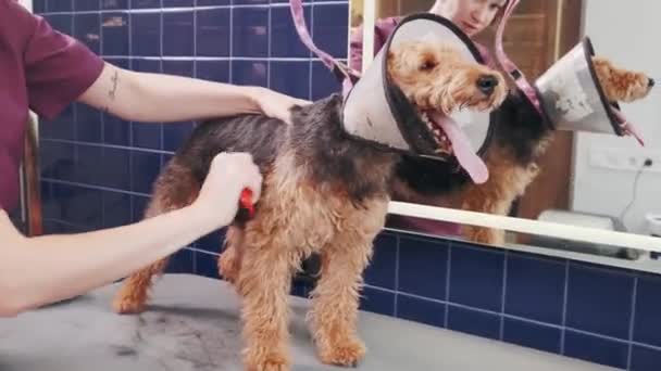 Κομμωτήριο σκύλων. Γυναίκα χτένισμα καθαρόαιμο σγουρό καφέ σκυλί Airedale στο σαλόνι καλλωπισμού. Φροντίδα ζώων — Αρχείο Βίντεο