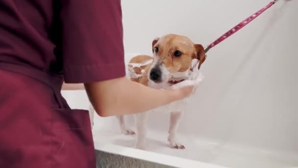 Psím salónek. Pečovatelka koupe čistokrevného psa Jacka Russella Terriera ve vaně. Péče o zvířata — Stock video