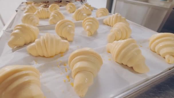 Bellissimi croissant crudi su teglia prima della cottura. Panificio. Pasticceria — Video Stock