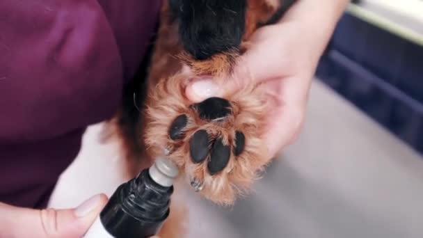 Жінка-ветеринар, що ріже нігті для собак у салон догляду за собаками. Догляд за тваринами — стокове відео