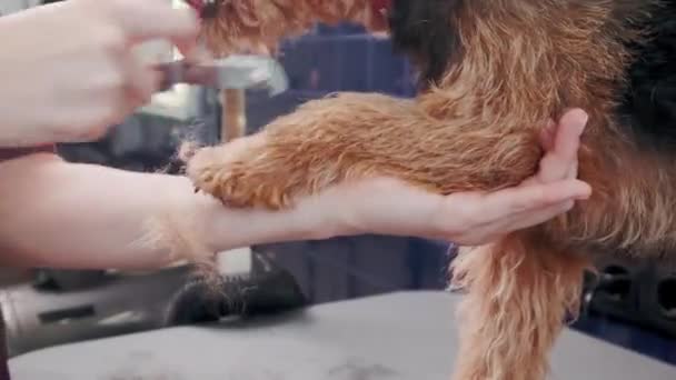 Salone di toelettatura per cani. Donna pettinando cane marrone riccio di razza pura Airedale nel salone di toelettatura. Cura degli animali — Video Stock