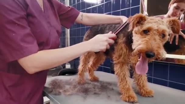 Hund grooming salong. Kvinna kamma renrasiga lockigt brun hund Airedale i grooming salong. Djurvård — Stockvideo