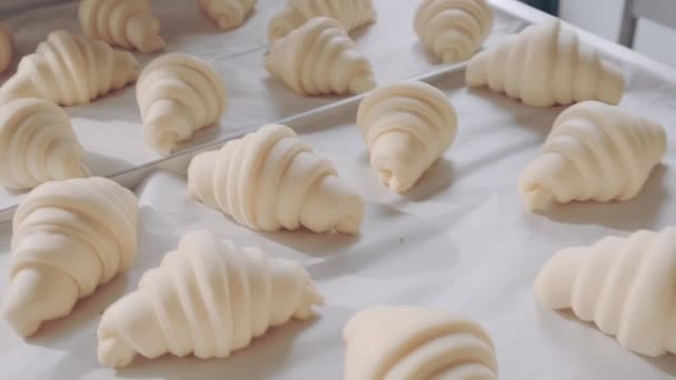 Beautiful raw croissants on baking sheet before baking. Bakery. Confectionary shop — Stock Video