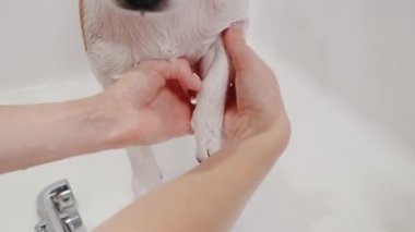 Köpek bakımı salonu. Kadın tımarcı, safkan köpeği Jack Russell Terrier 'ı küvette yıkıyor. Hayvan bakımı