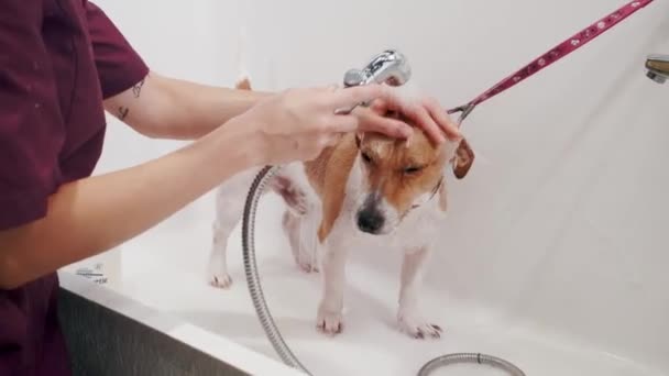 Salão de arrumação de cães. Mulher groomer banha o cão de raça pura Jack Russell Terrier na banheira. Cuidados com animais — Vídeo de Stock