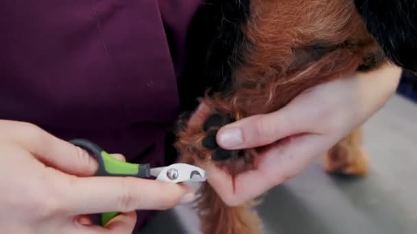 Femme vétérinaire coupe ongles de chien dans le salon de toilettage de chien. Soins des animaux — Video