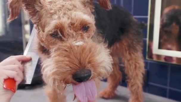 Hund grooming salong. Kvinna kamma renrasiga lockigt brun hund Airedale i grooming salong. Djurvård — Stockvideo