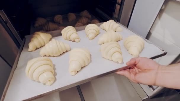 Baker haalt rauwe croissants uit de rijsmachine en laat ze bakken in combi-stoommachine. Rijsdeeg — Stockvideo
