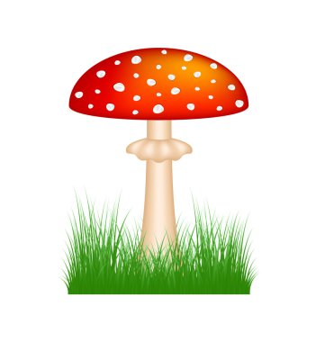 Amanita