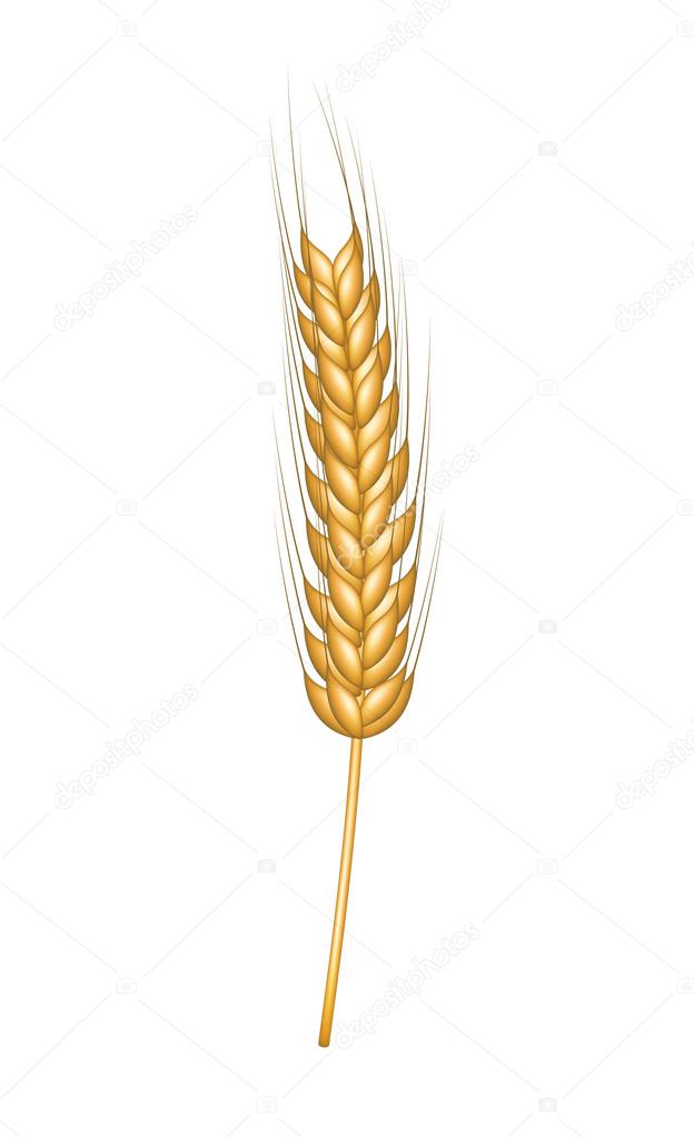 Wheat in gold design Stock Vector by ©Jirkapravda 21607691
